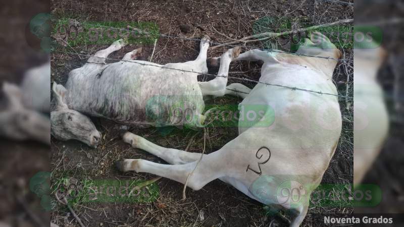 Criminales acaban con 70 cabezas de ganado de un comunero de Aquila; sería otro ataque de la banda de “El Toro” - Foto 2 