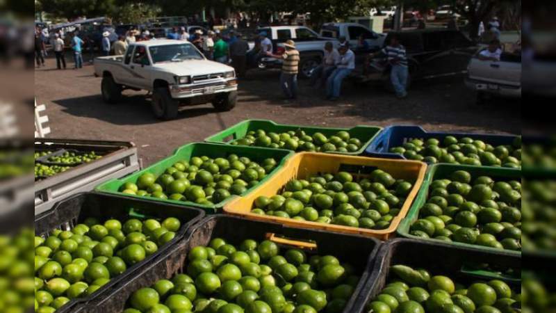 La suspensión de actividades del sector citrícola, está colapsando la economía de productores y jornaleros 