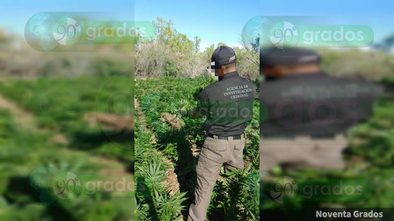 Localizan y destruyen más de 35 mil plantas de marihuana en Mexicali - Foto 0 