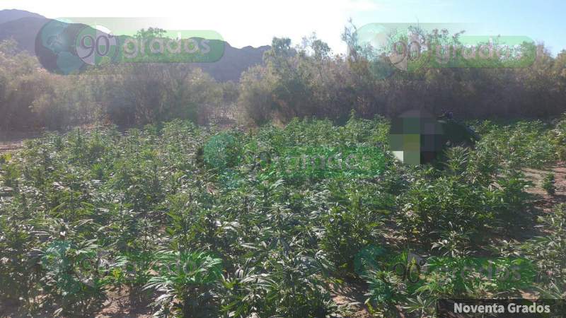 Localizan y destruyen más de 35 mil plantas de marihuana en Mexicali - Foto 1 