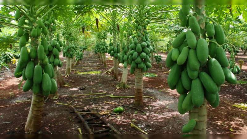 Cae precio de papaya de 9 a 4 y 5 pesos el kilogramo 