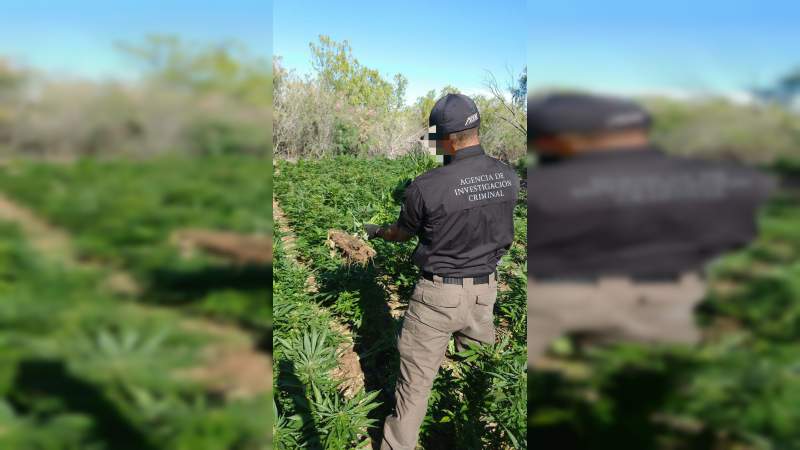 “Revienta” Guardia Nacional plantío de mariguana en Aguililla, Michoacán  - Foto 0 