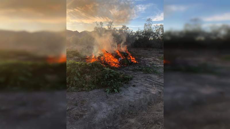 “Revienta” Guardia Nacional plantío de mariguana en Aguililla, Michoacán  - Foto 1 