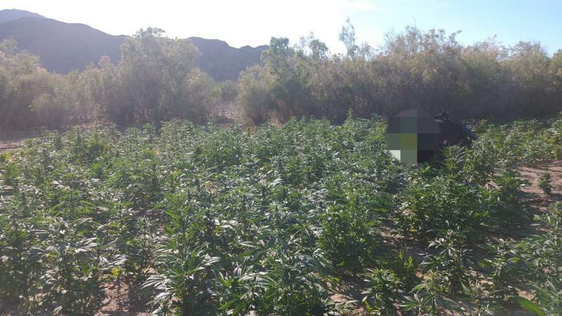 “Revienta” Guardia Nacional plantío de mariguana en Aguililla, Michoacán  - Foto 2 