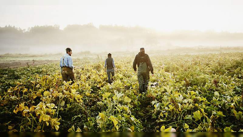 México establece plan estratégico para la producción y distribución de alimentos durante contingencia sanitaria 