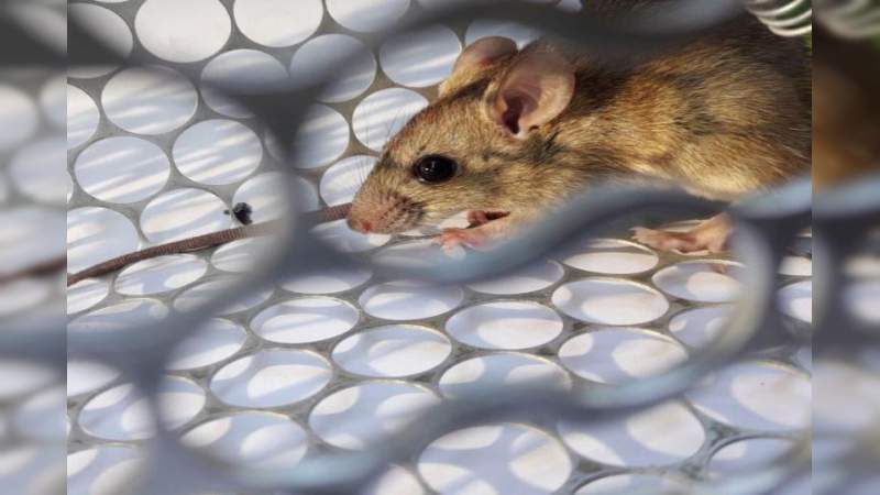 Que es el Hantavirus y porque no se debe preocupar la población por su contagio - Foto 0 