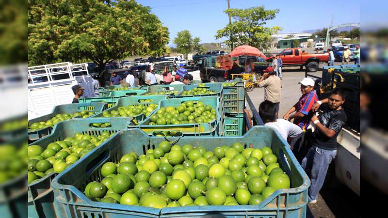 Productores y empacadores de limón en Michoacán, son amenazados con “multas” de $50 mil a $100 mil pesos si trabajan la fruta 