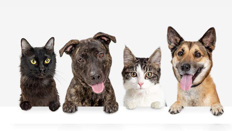 Sacan a los perros y gatos de la lista oficial de animales que se pueden comer en China - Foto 0 