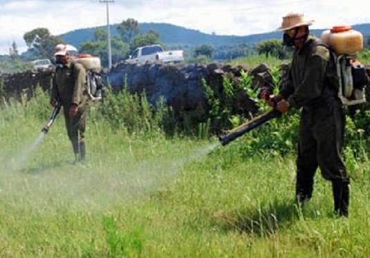 Gobierno municipal intensifica acciones contra mosquito transmisor del zika 