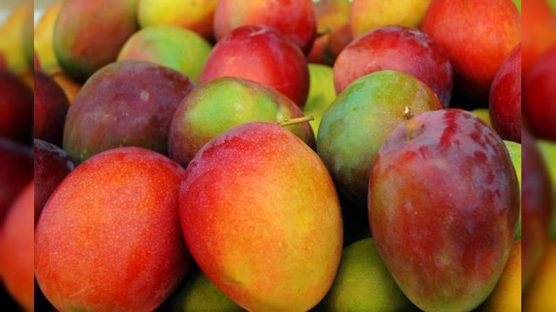 Pandemia Mundial por COVID-19 colapsa mercado internacional de mango 