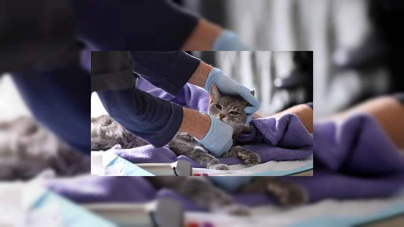 Dos gatos dan positivo por coronavirus en Nueva York 