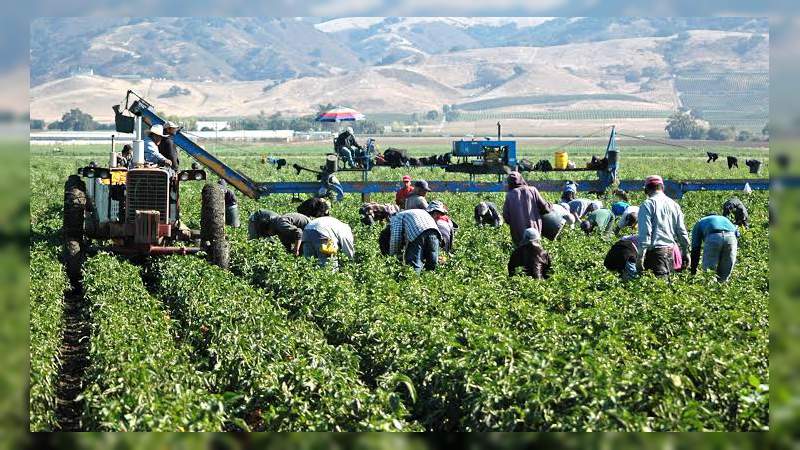 Aún con el riesgo de contagio, jornaleros mexicanos continúan cosechas en EU y Canadá - Foto 0 