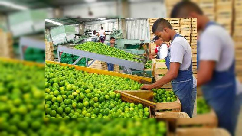Desde esta semana se cierra tianguis limonero por lo que la venta de cítrico será sobre pedido 