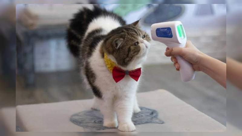 OMS: confirma que los gatos y su especie son más susceptible al coronavirus - Foto 0 
