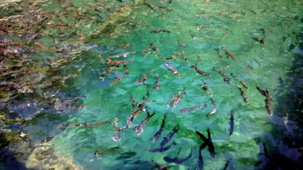 Prevén buena venta de trucha del Parque Nacional de Uruapan por Cuaresma 