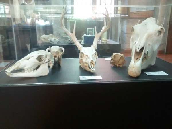 Exhibirá Museo de Historia Natural estructura ósea del elefante Bongo 