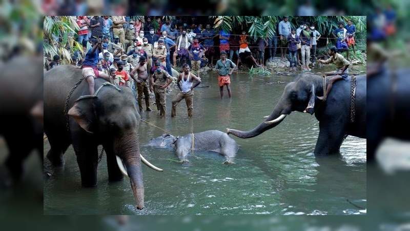 En la India una elefanta preñada muere al morder una piña con explosivos 
