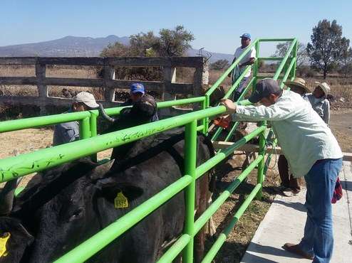 Alcalde de Morelia impulsa acciones en sanidad ganadera 