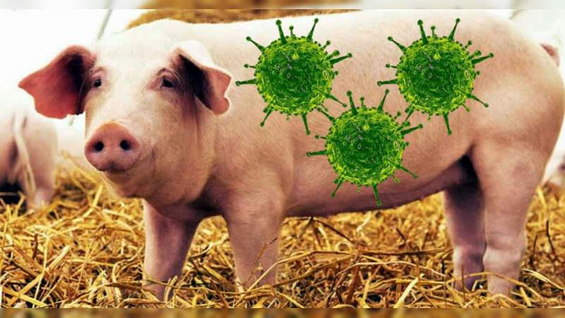 Descubren virus G4-EA-H1N1, podría convertirse en la nueva pandemia mundial 