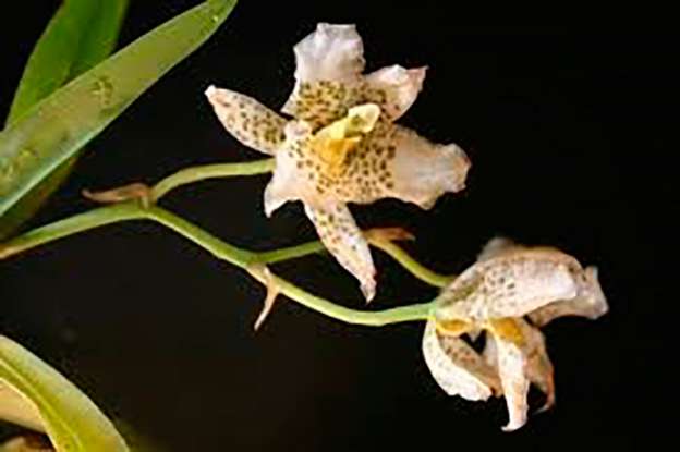 Del 7 al 10 de mayo, la Exposición Primaveral de Orquídeas 2015 en Morelia 