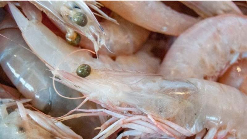 China suspende importaciones luego de encontrar camarones con Covid-19 