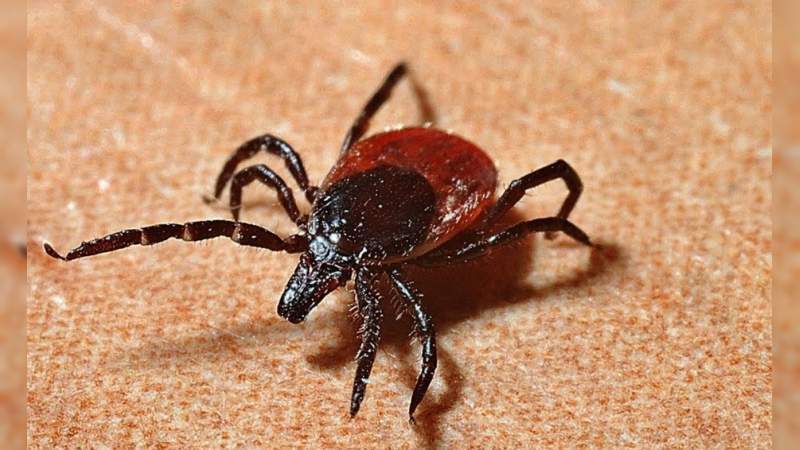 En alerta máxima China por virus que transmiten las garrapatas 
