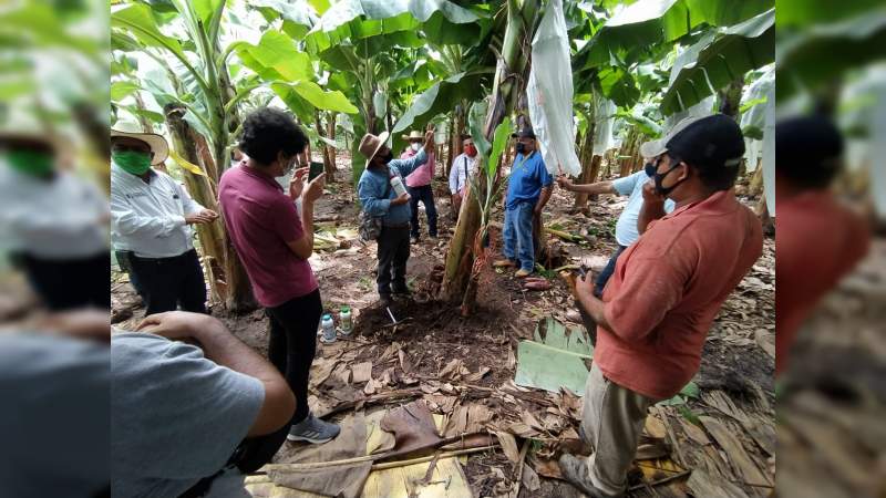 Con 50 hectáreas de plátano, va Lázaro Cárdenas con Agricultura Sustentable 