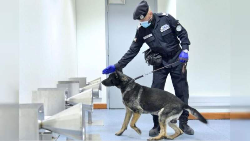 Aeropuerto de Dubái cuenta con perros entrenados para detectar casos de Covid-19 