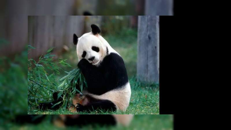 ¿Sabías que el oso panda  tiene un apetito insaciable?, puede durar hasta 12 horas al día comiendo 