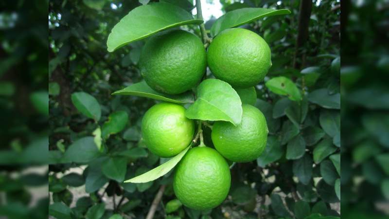 Se mantiene al alza el precio del kilogramo de limón mexicano que se cultiva en la región Apatzingán 