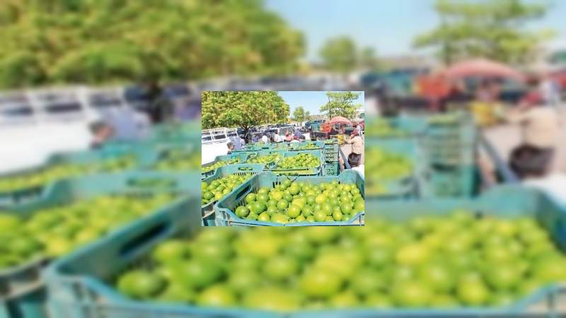 Para esta semana se espera mantener precio del kg de limón por encima de los 11 pesos 