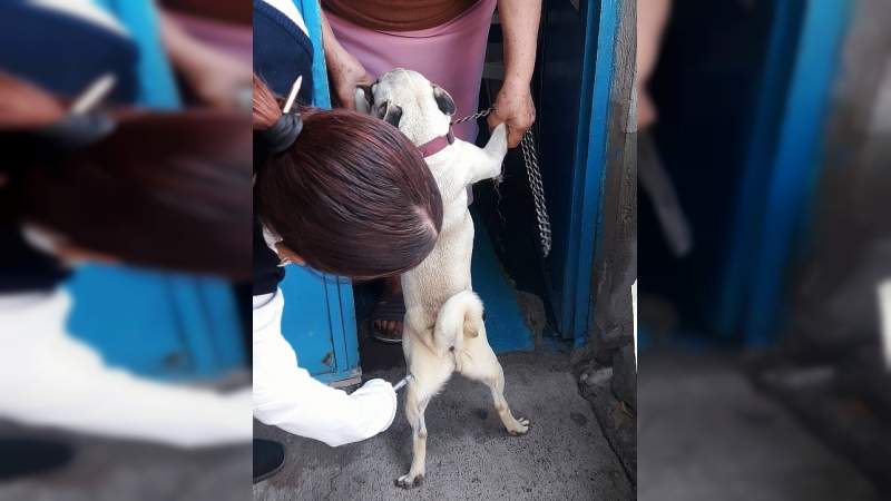 Arranca la Semana Nacional Antirrábica Canina 