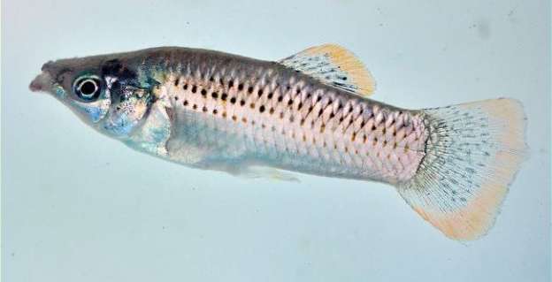 Pez en México ofrece rara oportunidad de ver el proceso de evolución, mientras ocurre 