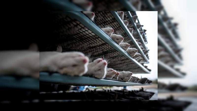 Surgen más casos de Covid-19 vinculados con visones se reportan ya 6 países  