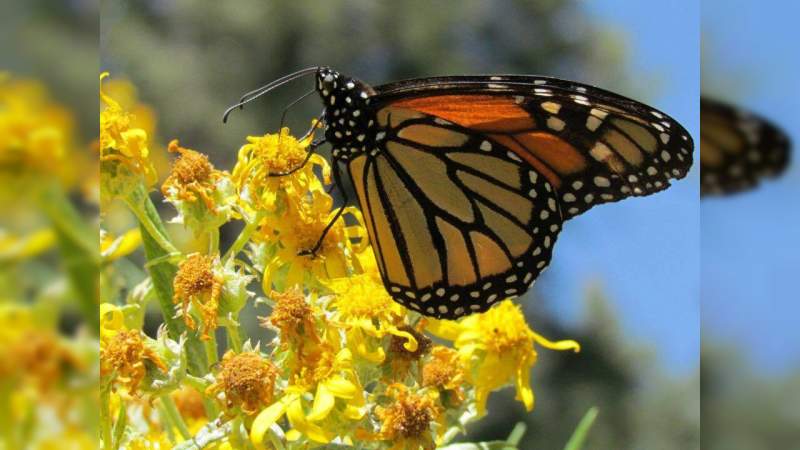 El 28 de noviembre la apertura de los santuarios de la mariposa Monarca en Ocampo, Angangueo y Senguio 