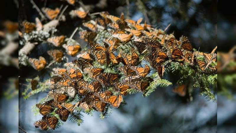 Abren los Santuarios de la Mariposa Monarca, con medidas estrictas para evitar el COVID-19 