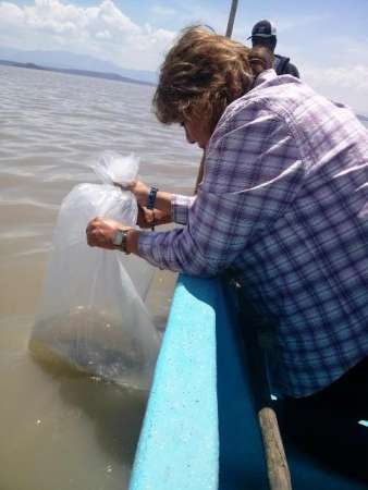 Compesca dona 100 mil crías de tilapia en Irámuco, Guanajuato - Foto 0 