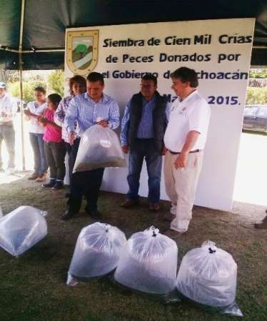 Compesca dona 100 mil crías de tilapia en Irámuco, Guanajuato - Foto 1 