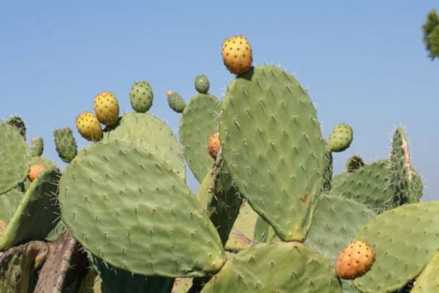 Científicos usan el nopal para purificar el agua 