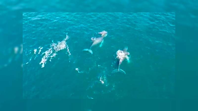 Michoacán, un sitio donde llegan las ballenas jorobadas 