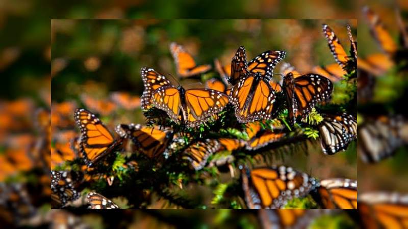 Para evitar contagios por Covid-19, cierra el santuario de la mariposa Monarca en Ocampo, Michoacán 