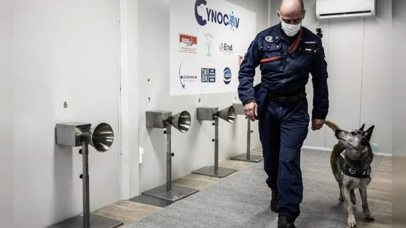 En Francia perros detectan personas con Covid-19 mediante el sudor 