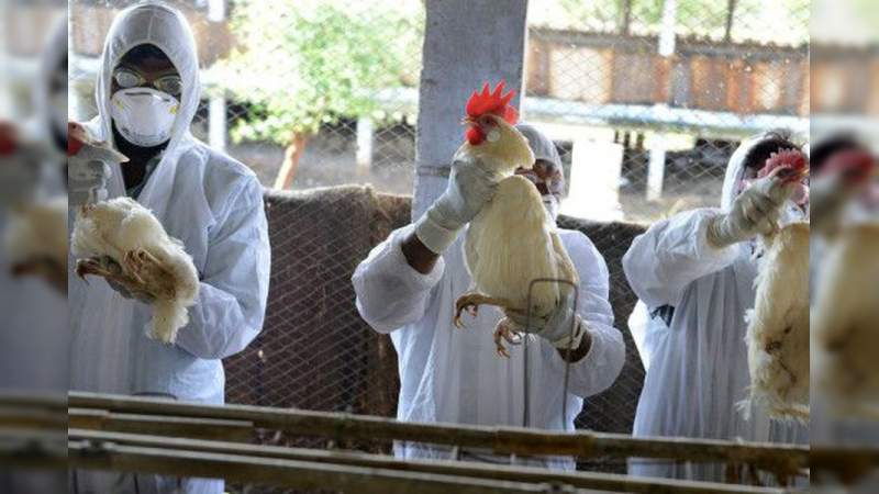 Rusia confirma primer caso de transmisión de cepa H5N8 de la gripe aviar a seres humanos  