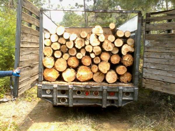 Policía Michoacán decomisa 197 rollos de madera 