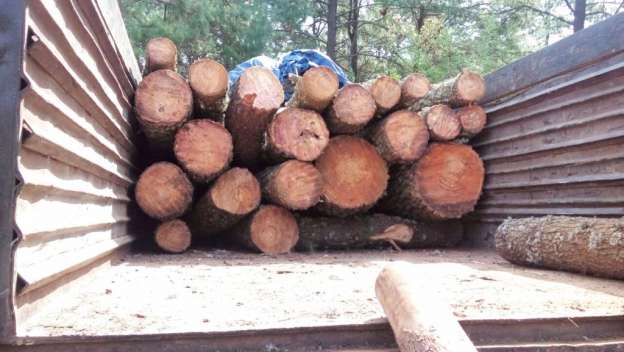 Policía Michoacán decomisa 197 rollos de madera - Foto 1 