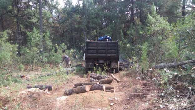 Policía Michoacán decomisa 197 rollos de madera - Foto 5 