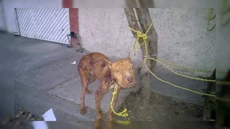 Pitbull que sufría maltrato es rescatado en casa de Coyoacán 