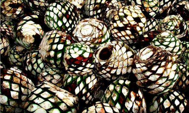 La fiesta del mezcal, del 13 al 15 de abril en Uruapan, Michoacán - Foto 3 
