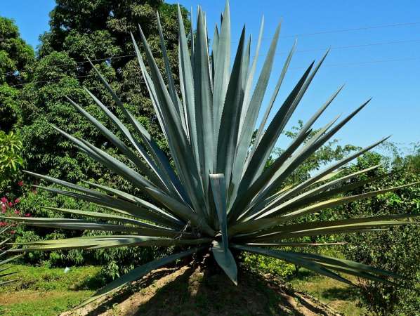 La fiesta del mezcal, del 13 al 15 de abril en Uruapan, Michoacán - Foto 4 