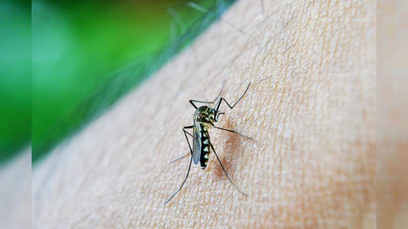 Michoacán segundo lugar a nivel nacional de casos confirmados de Dengue en 2021 